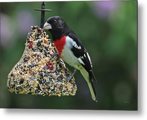 Wild Birds Metal Print featuring the photograph Rose Breasted Grosbeak 3 by Terry Cork