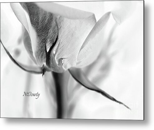 Rose Sepal Bw Metal Print featuring the photograph Rose Sepal BW by Natalie Dowty