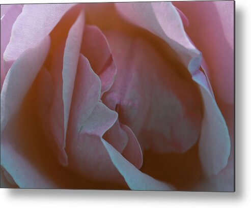 Flowers Metal Print featuring the photograph Rose by Tony Spencer