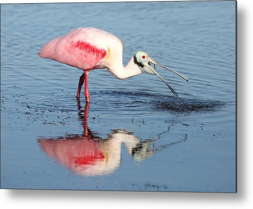 Roseate Spoonbill Metal Print featuring the photograph Roseate Spoonbill 17 by Mingming Jiang