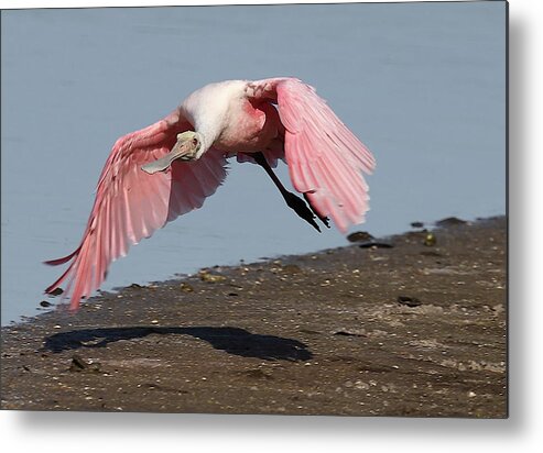 Roseate Spoonbill Metal Print featuring the photograph Roseate Spoonbill 8 by Mingming Jiang