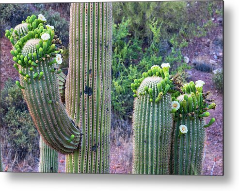 Arizona Metal Print featuring the photograph Saguaro Cactus Blooms by Dave Dilli