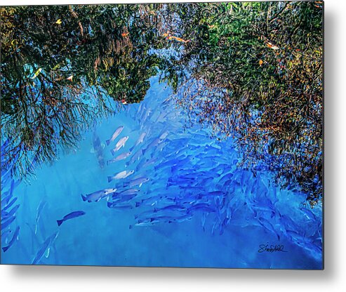 Fish Metal Print featuring the photograph School Daze of Fishes by Shara Abel