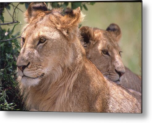 Africa Metal Print featuring the photograph Serene King and Queen by Russel Considine