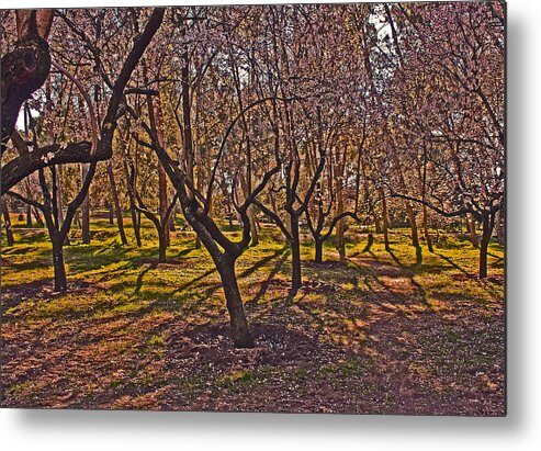 Blossom Metal Print featuring the photograph Shadow Blossoms by John Scholey