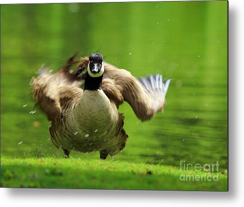 Canada Goose Metal Print featuring the photograph Shake It Off by Kimberly Furey