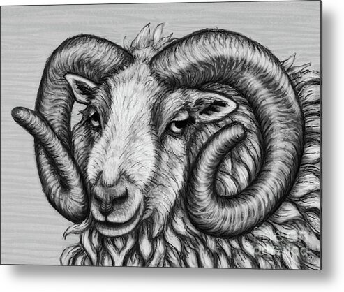 Ram Metal Print featuring the drawing Shetland Ram. Black and White by Amy E Fraser