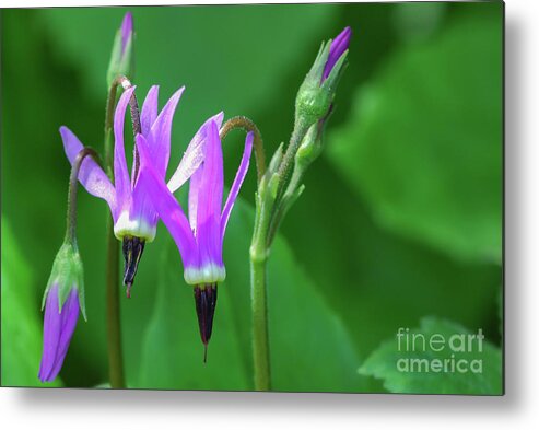 Dodecatheon Austrofrigidum Metal Print featuring the photograph Shootingstar Wildflower in the Olympic Mountains by Nancy Gleason
