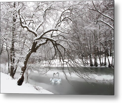 Nature Metal Print featuring the photograph Silver Swan by Jessica Jenney