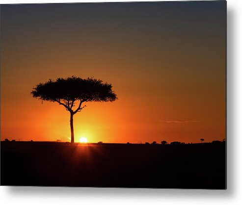 Sunset Metal Print featuring the photograph Single Acacia Tree on Horizon at Colorful Sunset by Good Focused