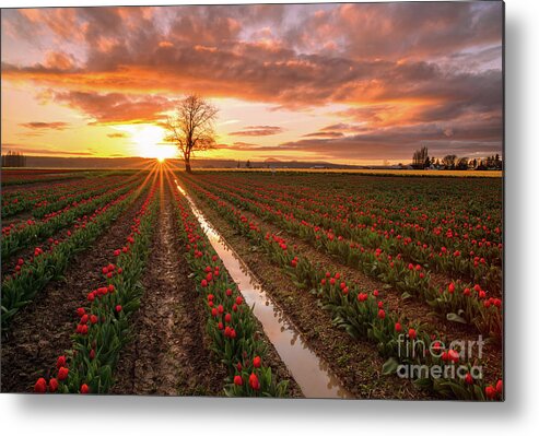  Tulip Metal Print featuring the photograph Skagit Valley Tulip Fields Golden Sunset Sunstar by Mike Reid