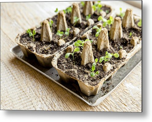 Environmental Conservation Metal Print featuring the photograph Small plats growing in carton chicken egg box in black soil. Break off the biodegradable paper cup and plant in soil outdoors. Reuse concept. by Helin Loik-Tomson