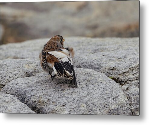 Snow Bunting Metal Print featuring the photograph Snow Bunting by Eva Lechner