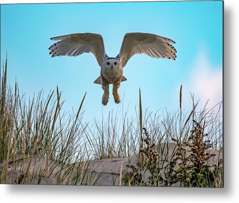 Owl Metal Print featuring the photograph Snowy Owl In Flight by Cathy Kovarik