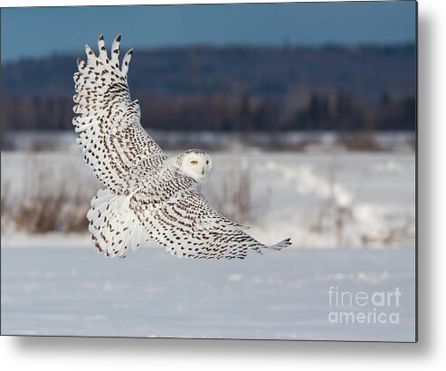 Art Metal Print featuring the photograph Snowy Owl in flight by Mircea Costina Photography