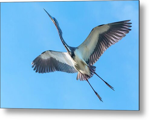 Bird Metal Print featuring the photograph Soaring Tricolor Heron by Ginger Stein