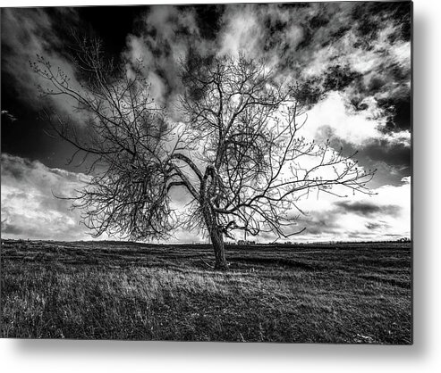 Tree Metal Print featuring the photograph South Monochrome by Darcy Dietrich