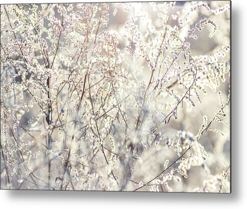 Tree Metal Print featuring the photograph Spring Blossoms at Dawn by Amelia Pearn
