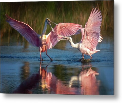 Roseate Spoonbills Metal Print featuring the photograph Squabble in Pink by Jaki Miller