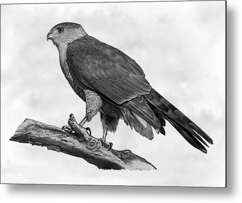 Hawk Metal Print featuring the mixed media Standing Watch by Judy Cuddehe