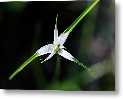 Fakahatchee Strand State Preserve Metal Print featuring the photograph Star Grass by Rudy Wilms