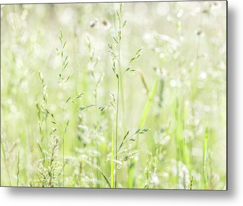 Grass Metal Print featuring the photograph Summer Grass by Amelia Pearn