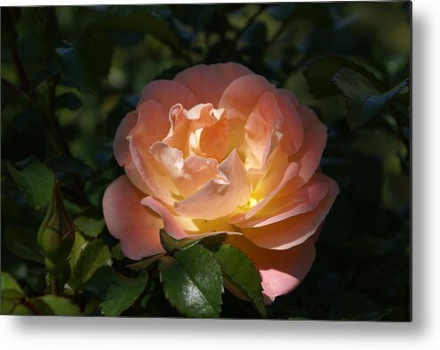  Metal Print featuring the photograph Sun-kissed Rose by Heather E Harman