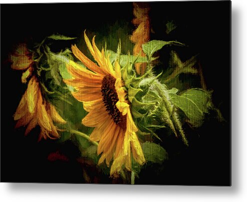Sunflower Metal Print featuring the photograph Sunflower Drama by Ola Allen