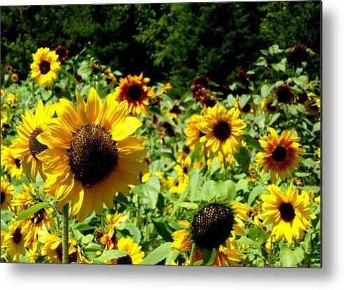 Sunflowers Metal Print featuring the photograph Sunflower field by Lynn Hunt