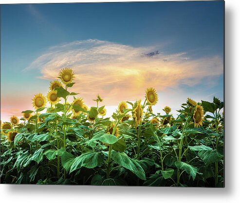 Sunflower Metal Print featuring the photograph Sunflower Sunset Autaugaville Alabama by Jordan Hill