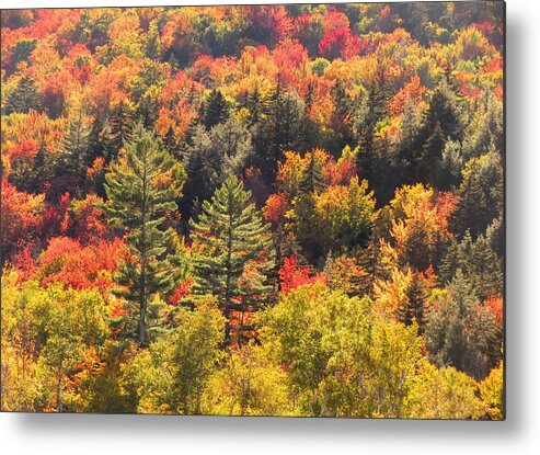 Fall Metal Print featuring the photograph Sunlit by Keiko Richter