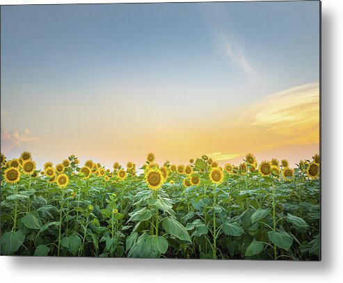 Sunflower Metal Print featuring the photograph Sunset With Sunflowers by Jordan Hill