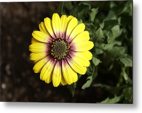 Flower Metal Print featuring the photograph Sunshine by Heather E Harman
