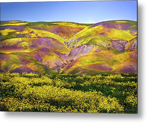 Wildflowers Metal Print featuring the photograph Superbloom Hills Above Carrizo Plain, California by Brian Tada