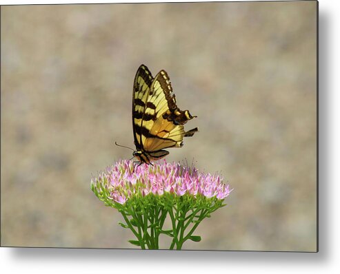 Swallowtail Metal Print featuring the photograph Swallowtail Butterfly Endures by Christopher Reed