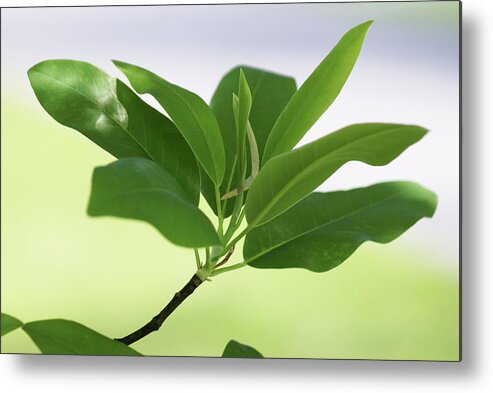  Metal Print featuring the photograph Sweetbay Magnolia Greens by Heather E Harman