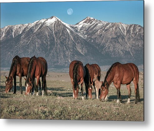 Horses Metal Print featuring the photograph _t__1256 by John T Humphrey