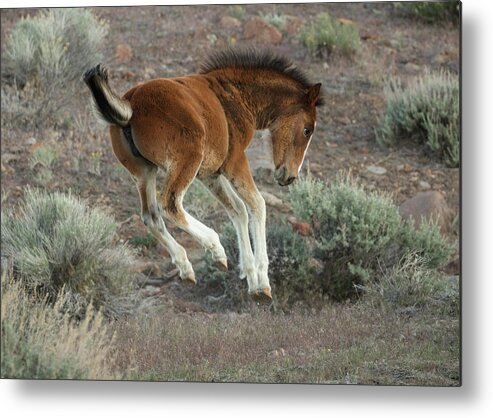 Foal Metal Print featuring the photograph _t__2236 by John T Humphrey