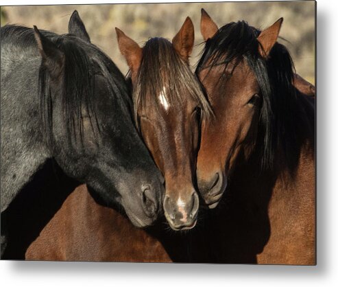  Metal Print featuring the photograph _t__2326 by John T Humphrey