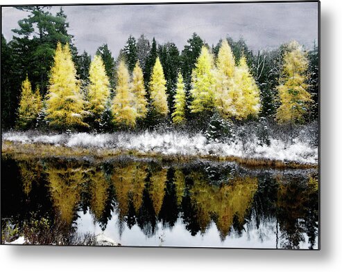 Snow Metal Print featuring the photograph Tamarack Under a Painted Sky by Wayne King