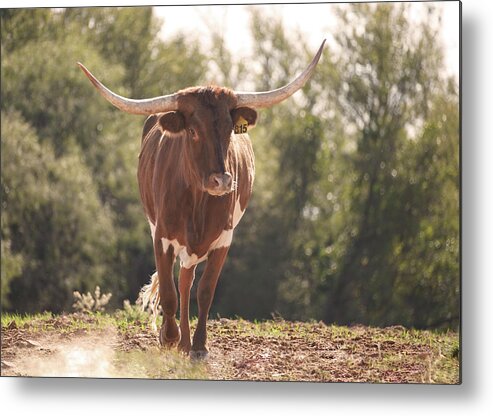 Texas Longhorn Cow Picture Metal Print featuring the photograph Texas longhorn cow - Lotus Bud by Cathy Valle