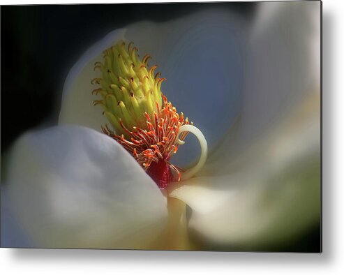 Magnolia Metal Print featuring the photograph The Beauty Within by HH Photography of Florida