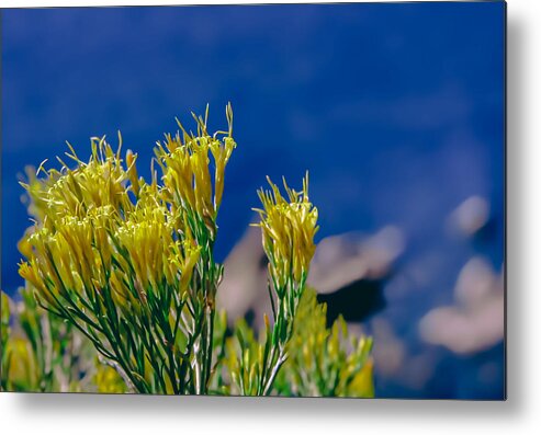 Yellow Metal Print featuring the photograph The Blue Yellow by Terry Walsh