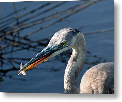Birds Metal Print featuring the photograph The Catch by Bruce Gourley