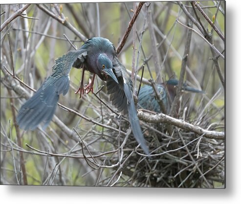 Green Heron Metal Print featuring the photograph The Green Heron's Nest by Wade Aiken