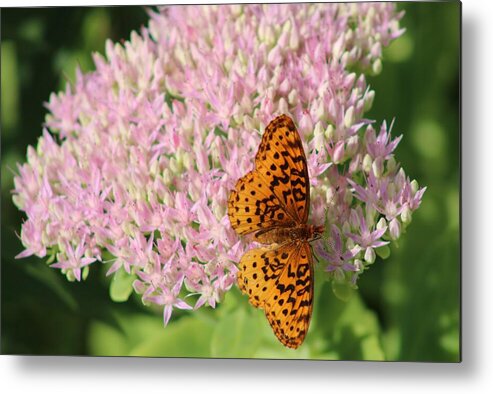 Flower Metal Print featuring the photograph The Last Flower of Summer by Christopher Reed