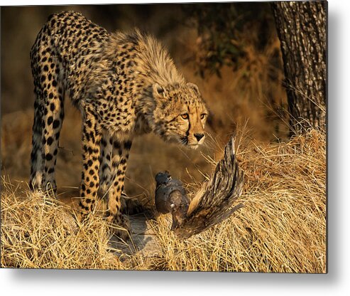 Cheetah Metal Print featuring the photograph The Lookout by Linda Villers