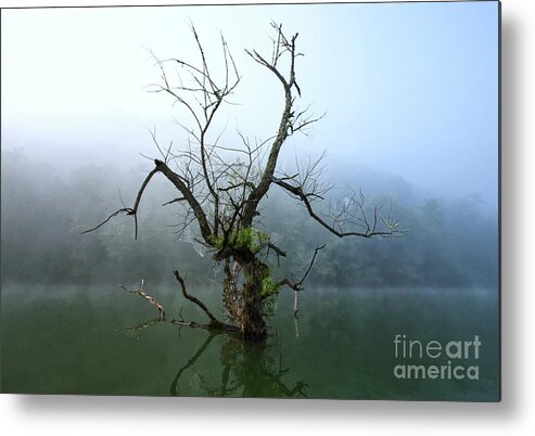 Tree Metal Print featuring the photograph The Norris Lake Tree by Douglas Stucky