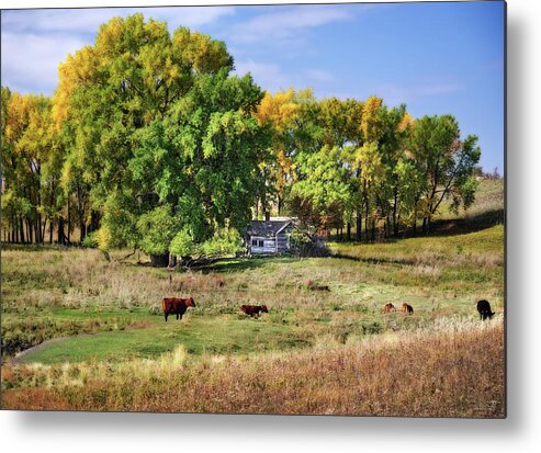 Abandoned Metal Print featuring the photograph The Old Buchta Place - abandoned homestead on ND prairie with Simmental cattle grazing by Peter Herman
