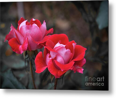 Fire 'n Ice Metal Print featuring the photograph The Paradox of Color by Diana Mary Sharpton